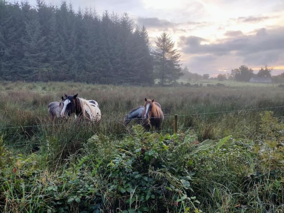 Forest View Cabin Ballaghaderreen Zewnętrze zdjęcie